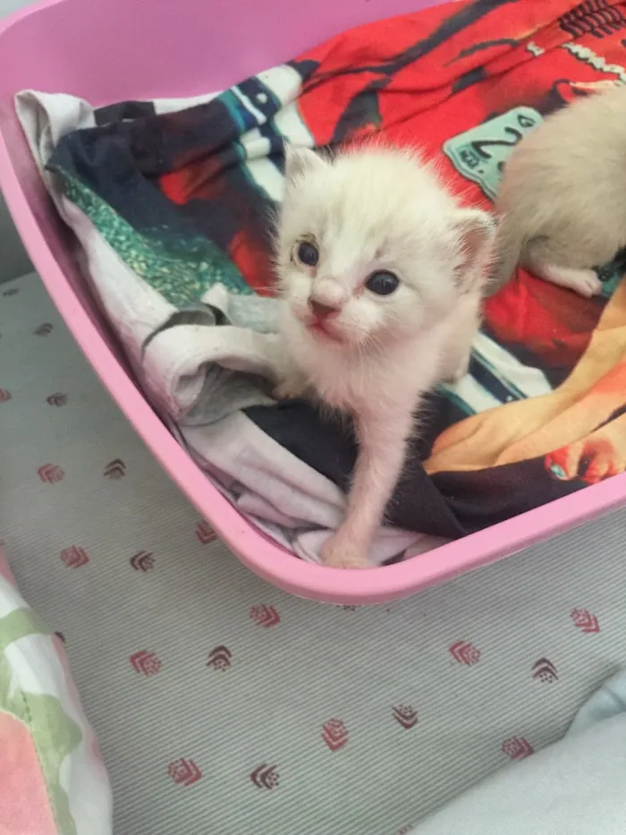 Gato raça Srd idade Abaixo de 2 meses nome Não tem nome 