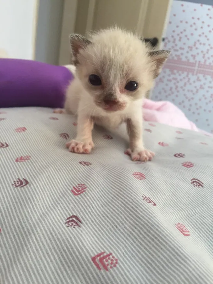 Gato raça Srd idade Abaixo de 2 meses nome Não tem nome 