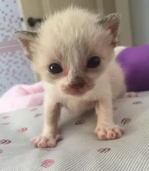 Gato raça Srd idade Abaixo de 2 meses nome Não tem nome 