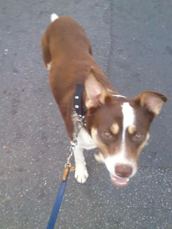 Cachorro ra a vira lata  idade 1 ano nome muleke