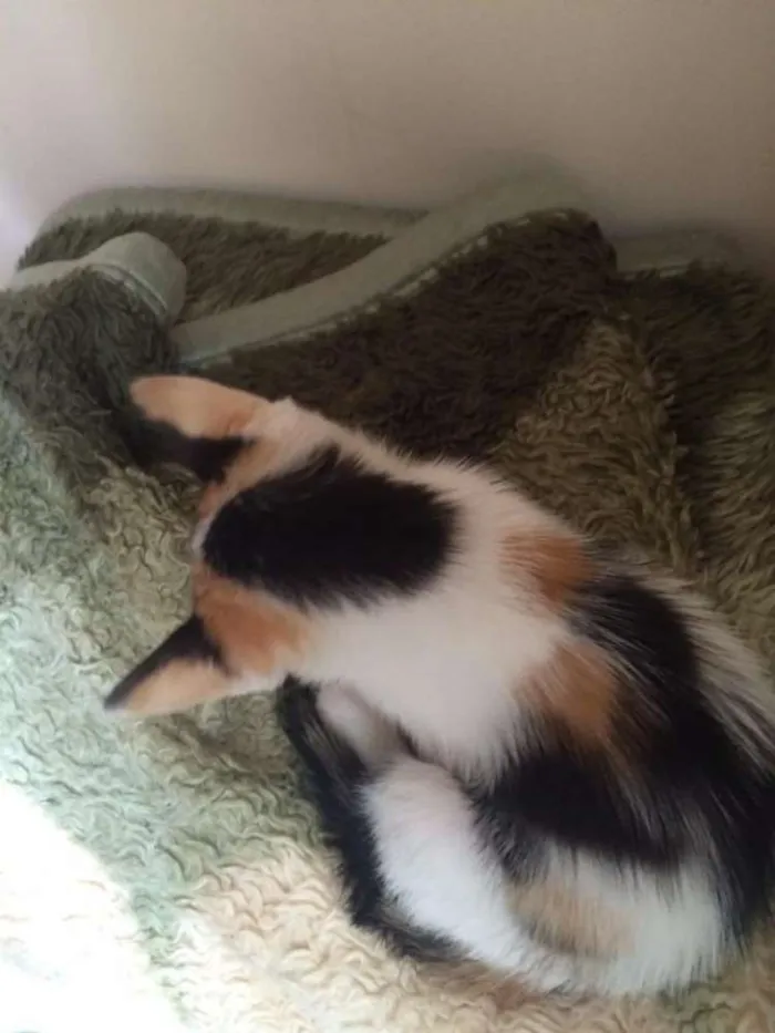 Gato raça SRD idade 2 a 6 meses nome Sem nome