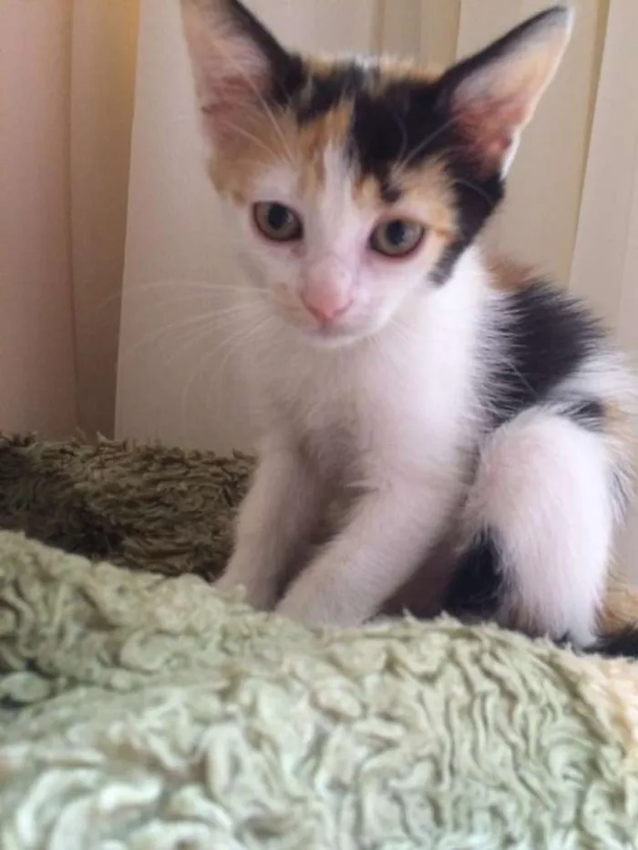 Gato raça SRD idade 2 a 6 meses nome Sem nome