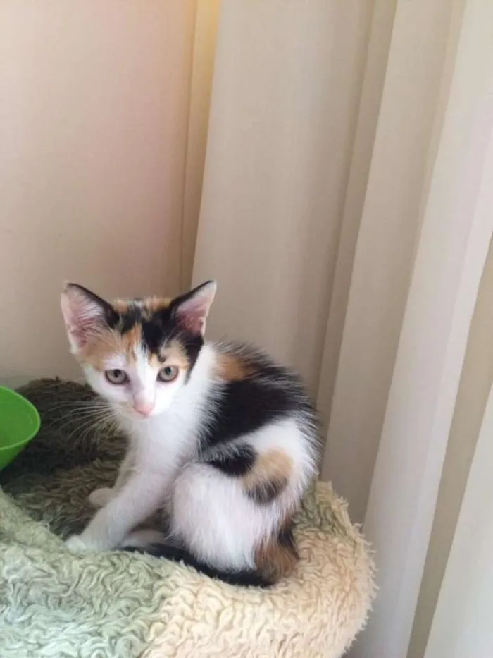 Gato raça SRD idade 2 a 6 meses nome Sem nome