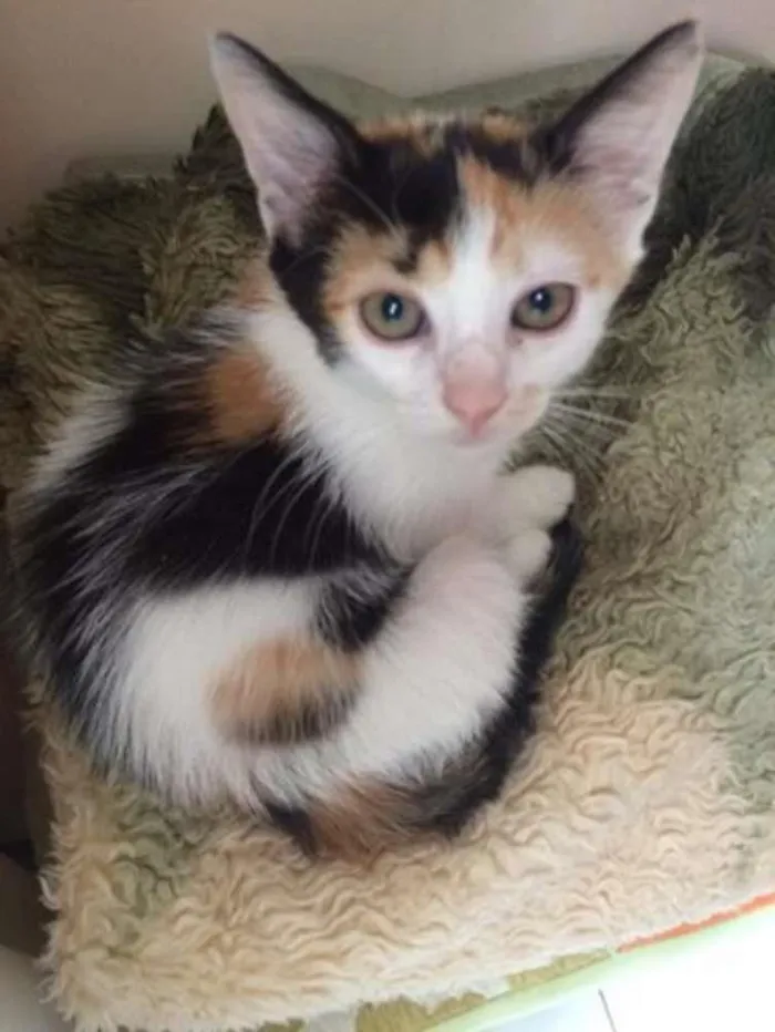 Gato raça SRD idade 2 a 6 meses nome Sem nome