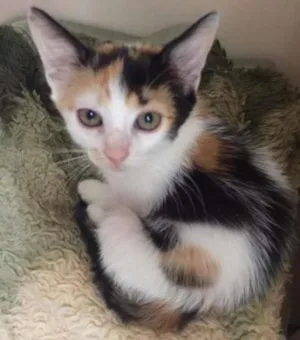 Gato raça SRD idade 2 a 6 meses nome Sem nome