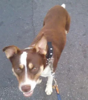 Cachorro raça vira lata  idade 1 ano nome muleke