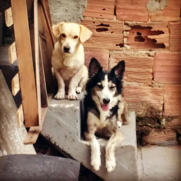 Cachorro raça  idade 5 anos nome pity 