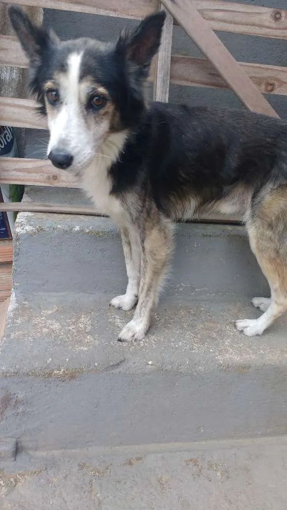 Cachorro raça  idade 5 anos nome pity 