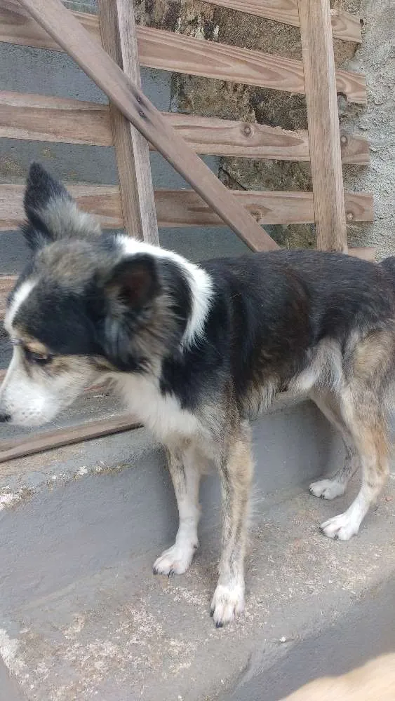 Cachorro raça  idade 5 anos nome pity 