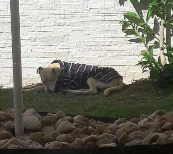 Cachorro ra a SRD idade 2 a 6 meses nome Zoe