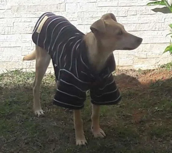 Cachorro ra a SRD idade 2 a 6 meses nome Zoe