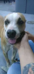 Brutus