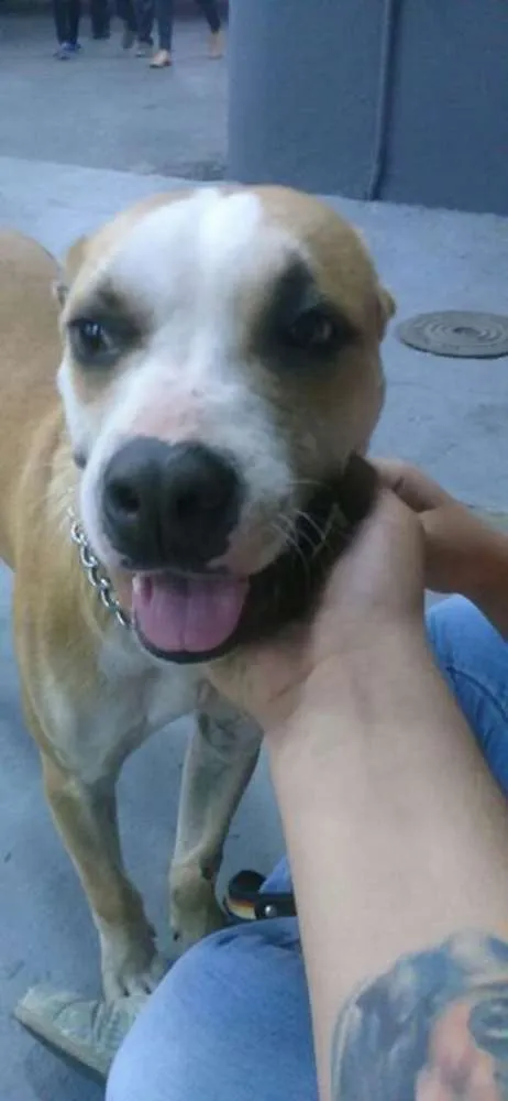 Cachorro ra a Pit-Bull idade 1 ano nome Brutus