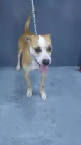 Brutus
