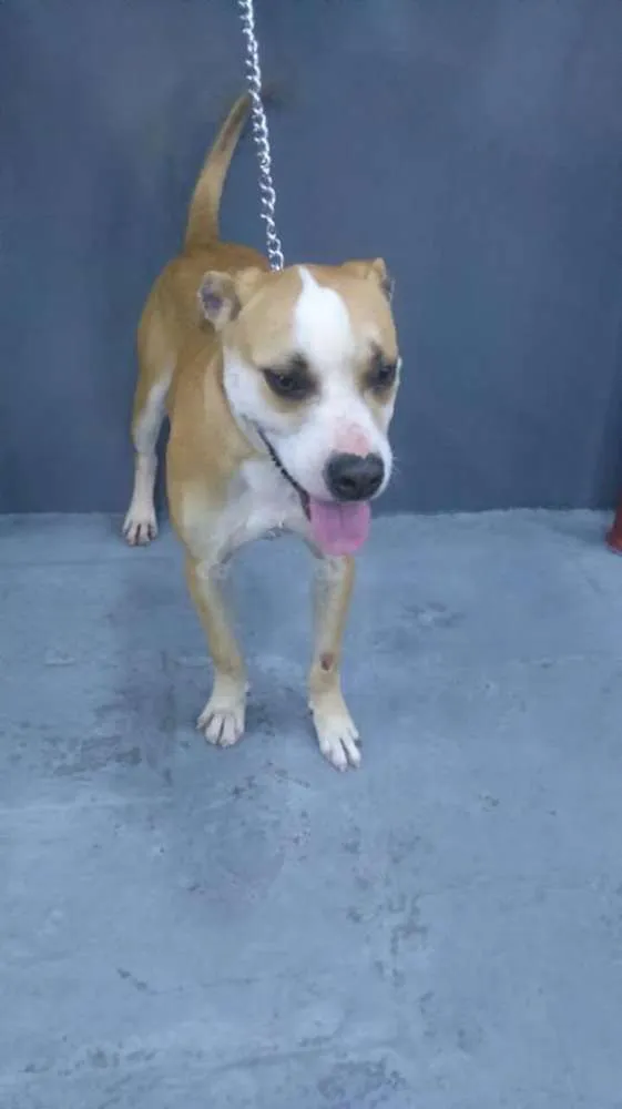 Cachorro ra a Pit-Bull idade 1 ano nome Brutus