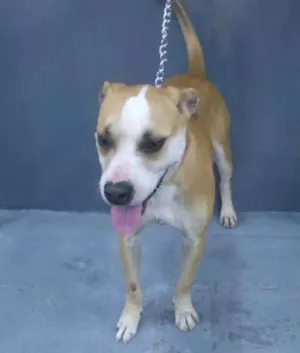 Cachorro raça Pit-Bull idade 1 ano nome Brutus