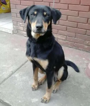 Cachorro raça SRD idade 1 ano nome Leyde