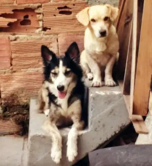 Cachorro raça  idade 5 anos nome pity 