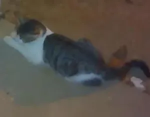 Gato raça SRD idade 2 a 6 meses nome sharize