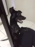 Petucha