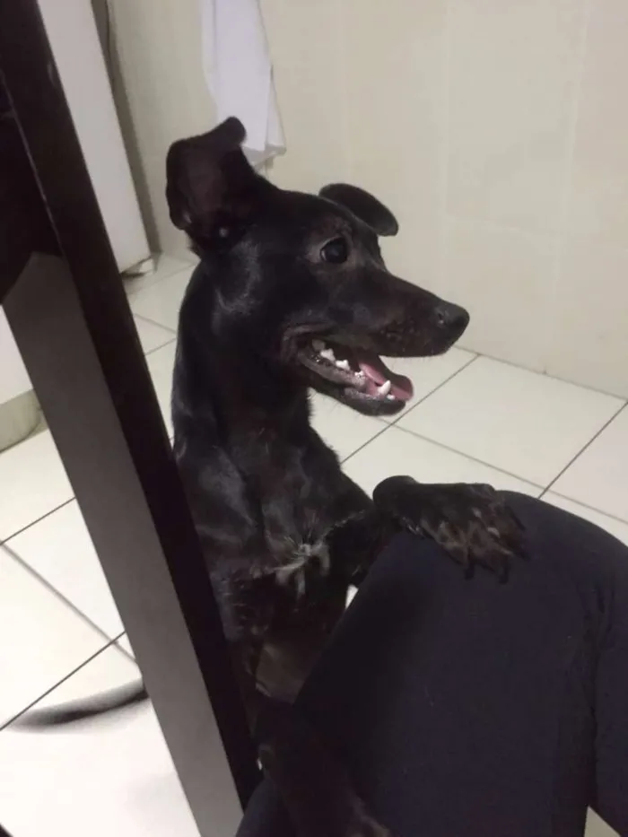 Cachorro raça vira lata idade 2 a 6 meses nome Petucha