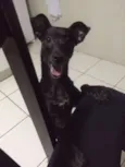 Petucha