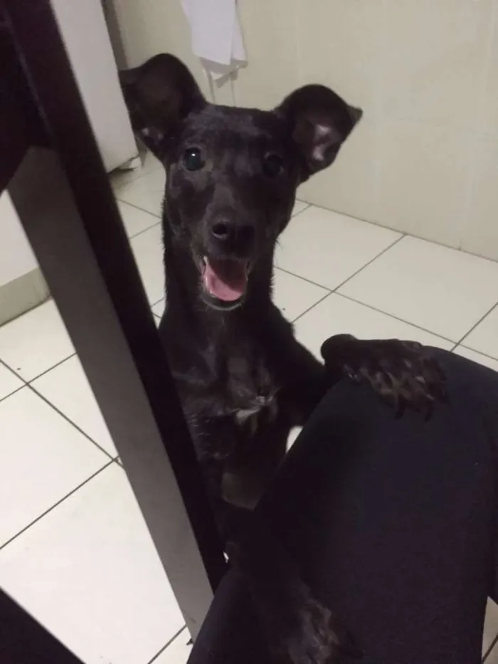 Cachorro raça vira lata idade 2 a 6 meses nome Petucha