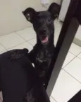 Petucha
