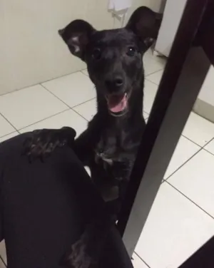 Cachorro raça vira lata idade 2 a 6 meses nome Petucha