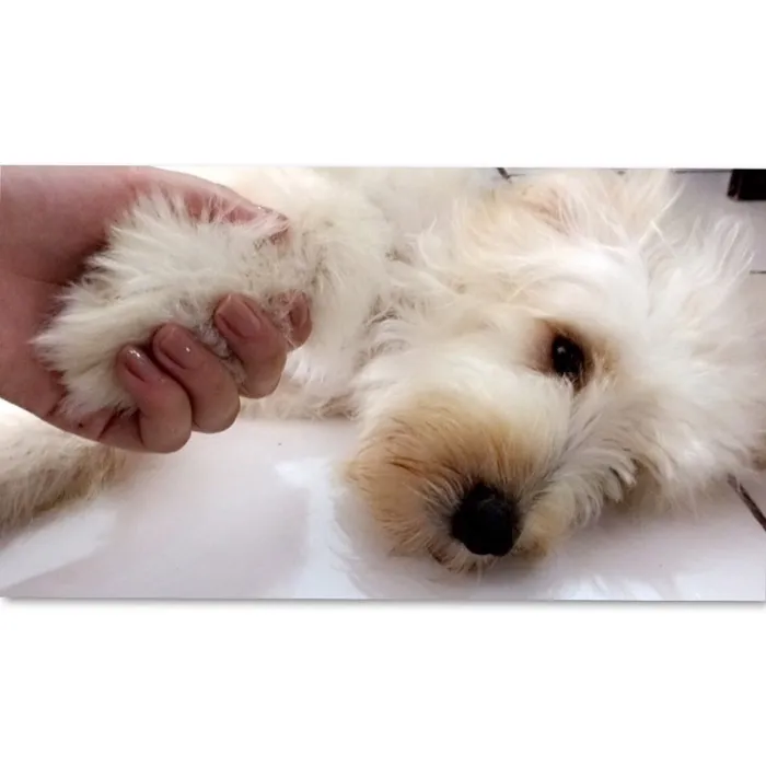 Cachorro ra a Raciado com pudou idade  nome Nino