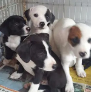 Cachorro raça SRD idade 2 a 6 meses nome Lindos