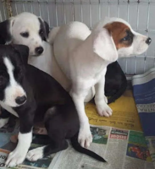 Cachorro ra a SRD idade 2 a 6 meses nome Lindos