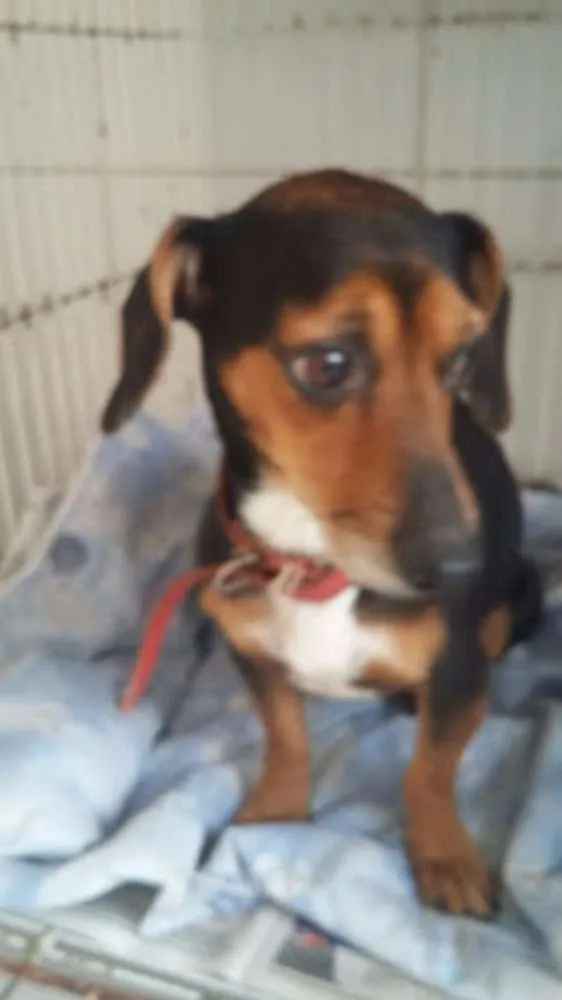 Cachorro ra a SRD idade 2 a 6 meses nome Lindos
