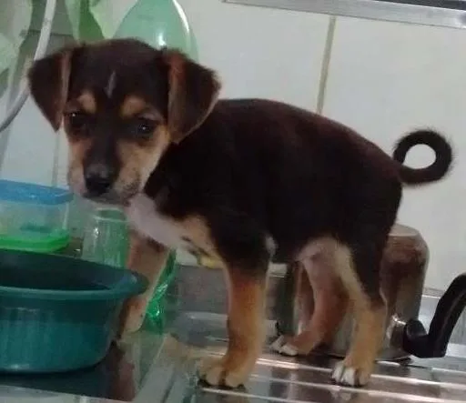 Cachorro ra a SRD idade 2 a 6 meses nome Lindos