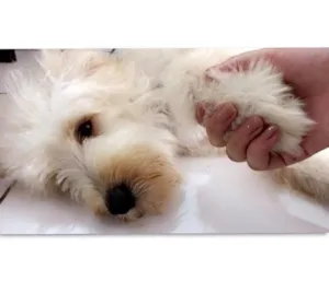 Cachorro raça Raciado com pudou idade  nome Nino