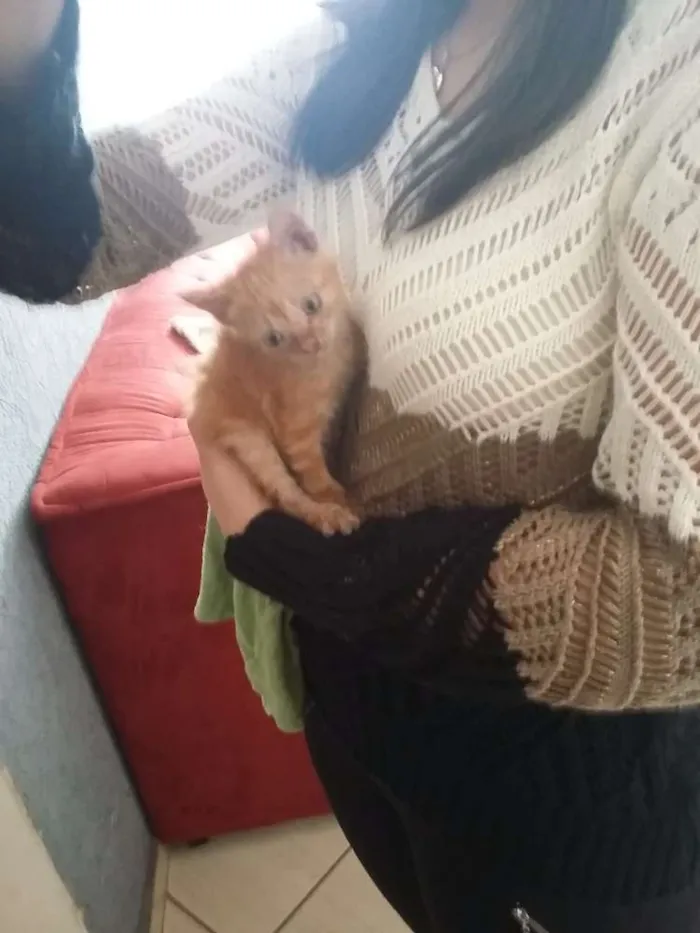 Gato ra a  idade 2 a 6 meses nome Chica