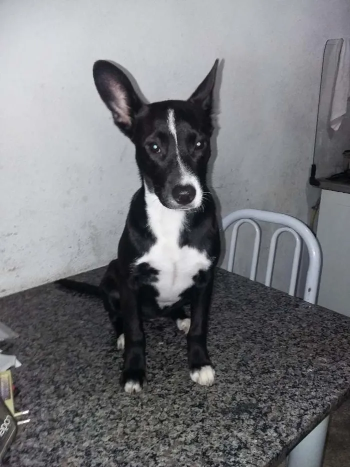 Cachorro ra a SRD idade 2 a 6 meses nome pit