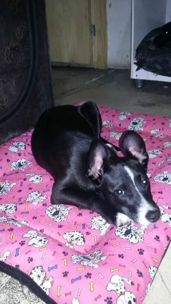 Cachorro ra a SRD idade 2 a 6 meses nome pit