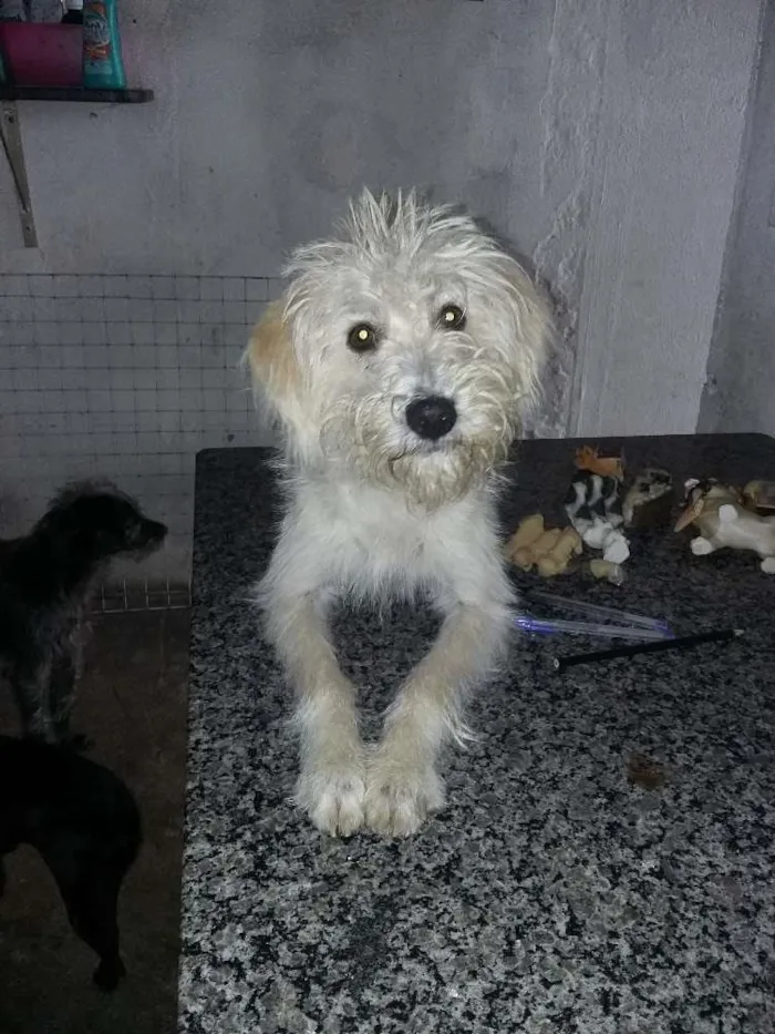 Cachorro ra a SRD idade 1 ano nome branca