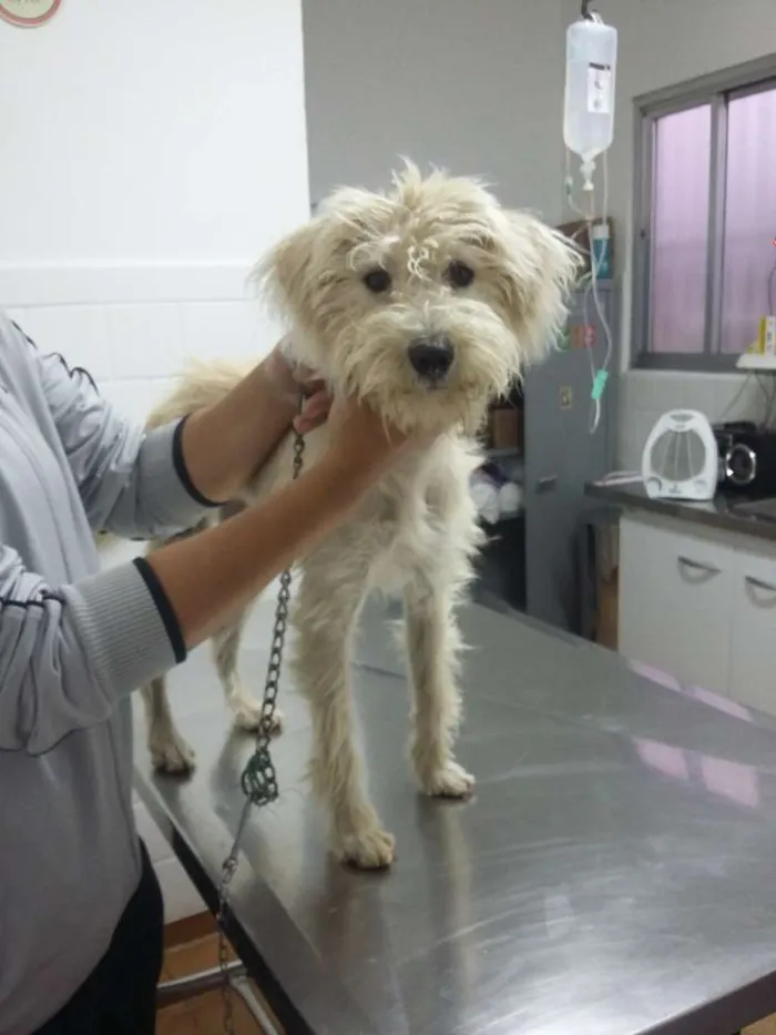 Cachorro ra a SRD idade 1 ano nome branca