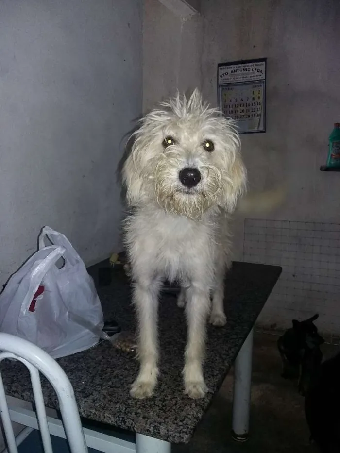 Cachorro ra a SRD idade 1 ano nome branca