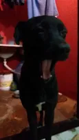 Bob