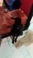Bob