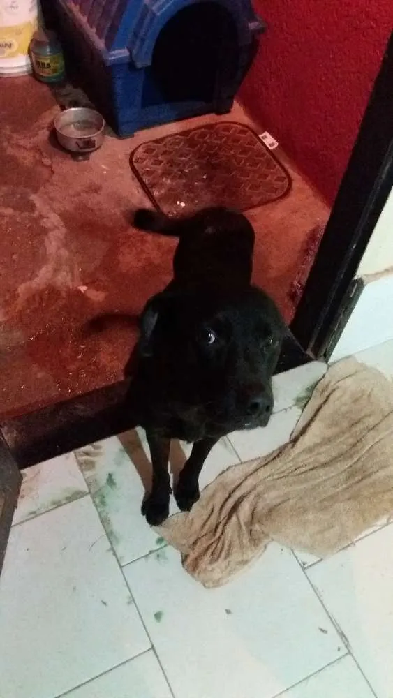Cachorro ra a Tomba lata idade 1 ano nome Bob