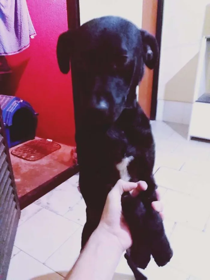 Cachorro ra a Tomba lata idade 1 ano nome Bob