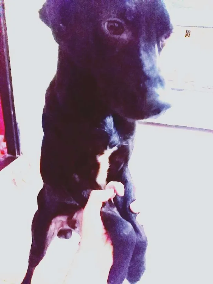 Cachorro ra a Tomba lata idade 1 ano nome Bob