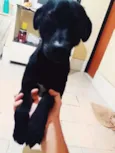 Bob