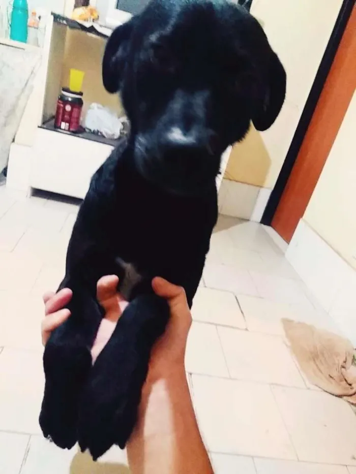 Cachorro ra a Tomba lata idade 1 ano nome Bob