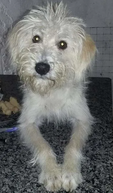Cachorro ra a SRD idade 1 ano nome branca