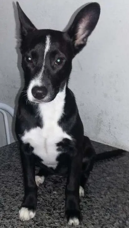 Cachorro ra a SRD idade 2 a 6 meses nome pit